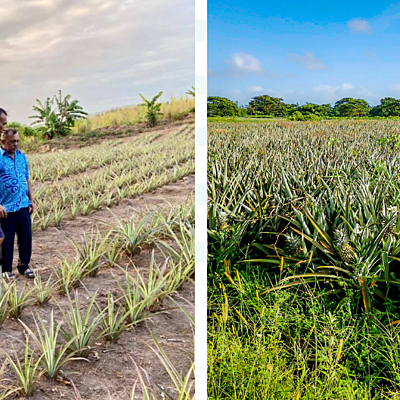 Fiji Marks Milestone with First Commercial Trial Export of Ripley Queen Pineapples to New Zealand