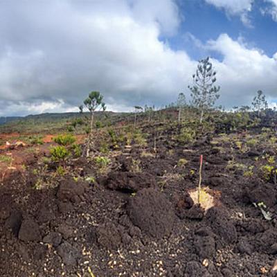Restoring Life to Ouassé: PEP Fund Helps Canala Heal Fire-Scarred Watershed